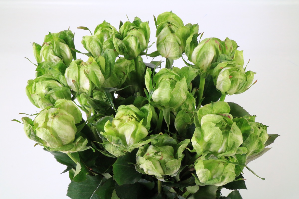 Срезанные цветы оптом Rosa ec veggie от 108шт из Голландии с доставкой по России