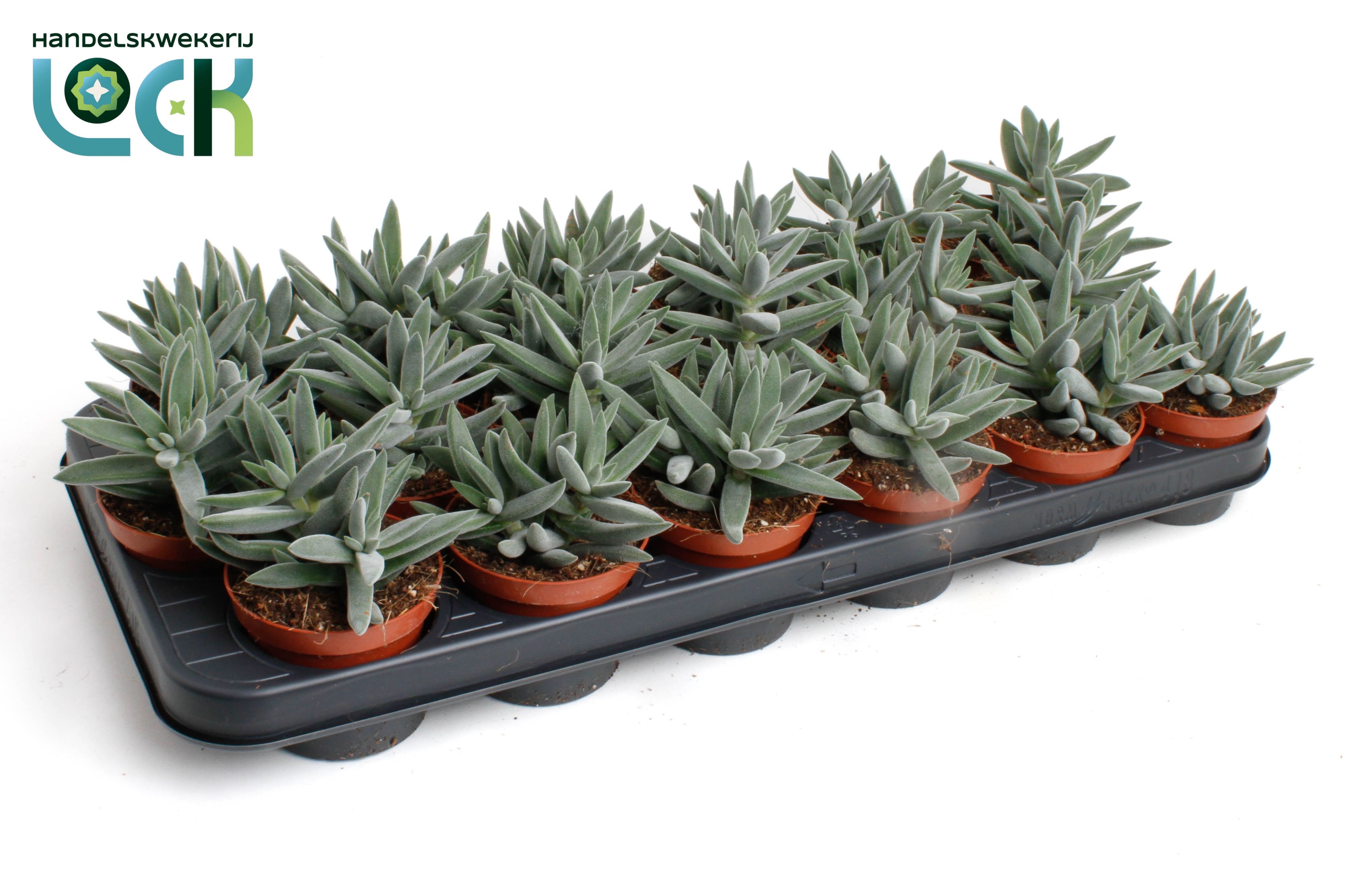 Горшечные цветы и растения оптом Crassula Silver Spark от 18шт (для телеги) из Голландии с доставкой по России