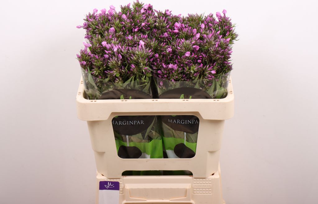 Срезанные цветы оптом Phlox b-eyes violet eyes от 100шт из Голландии с доставкой по России