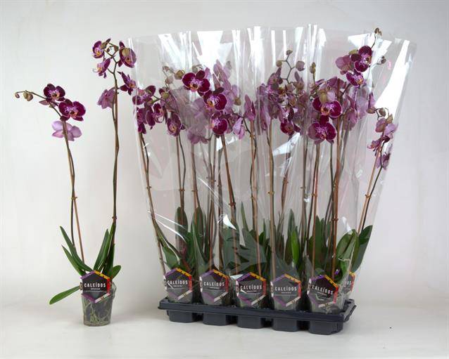 Горшечные цветы и растения оптом Phal Gem от 10шт'' из Голландии с доставкой по России