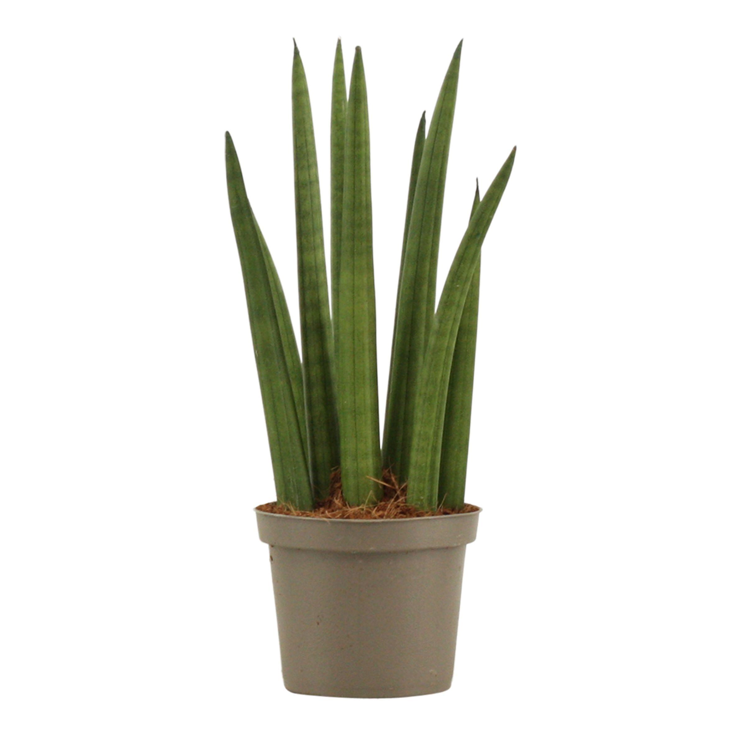 Горшечные цветы и растения оптом Sansevieria Cylindrica Rocket от 18шт (для телеги) из Голландии с доставкой по России