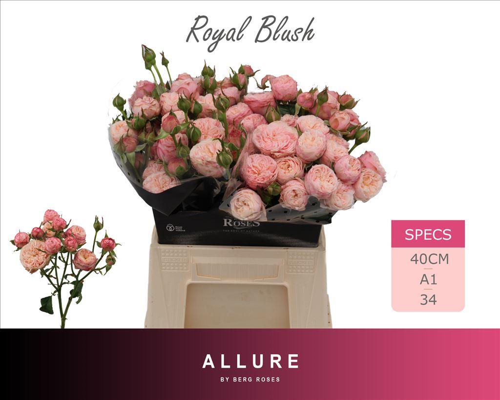 Срезанные цветы оптом Rosa spray royal blush от 20шт из Голландии с доставкой по России