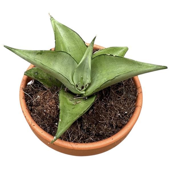 Горшечные цветы и растения оптом Sansevieria Manee Thawee от 1шт (для телеги) из Голландии с доставкой по России