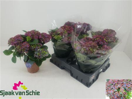 Горшечные цветы и растения оптом Hydrangea Mophead Purple 8-10 Bloemen+ от 5шт из Голландии с доставкой по России Горшечные цветы и растения оптом Hydrangea Mophead Purple 8-10 Bloemen+ от 5шт из Голландии с доставкой по России
