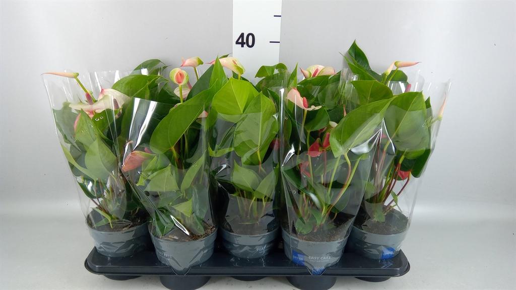Горшечные цветы и растения оптом Anthurium joli Pulse от 10шт из Голландии с доставкой по России