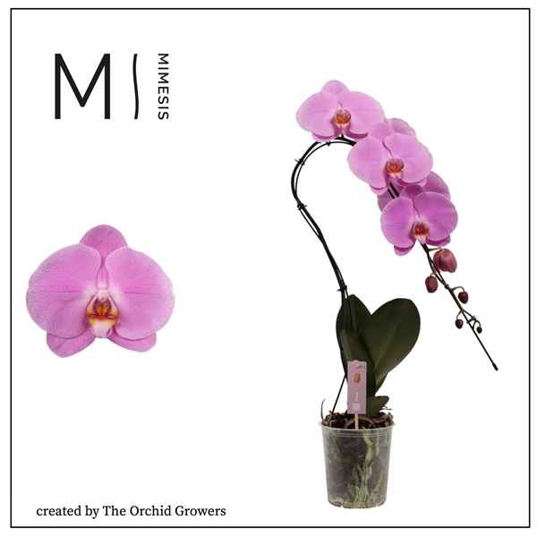 Горшечные цветы и растения оптом Phal 1st Mimesis Swan Pink 9+ (orchid Growers) от 4шт из Голландии с доставкой по России