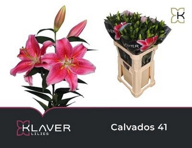 Срезанные цветы оптом Lilium or calvados от 40шт из Голландии с доставкой по России