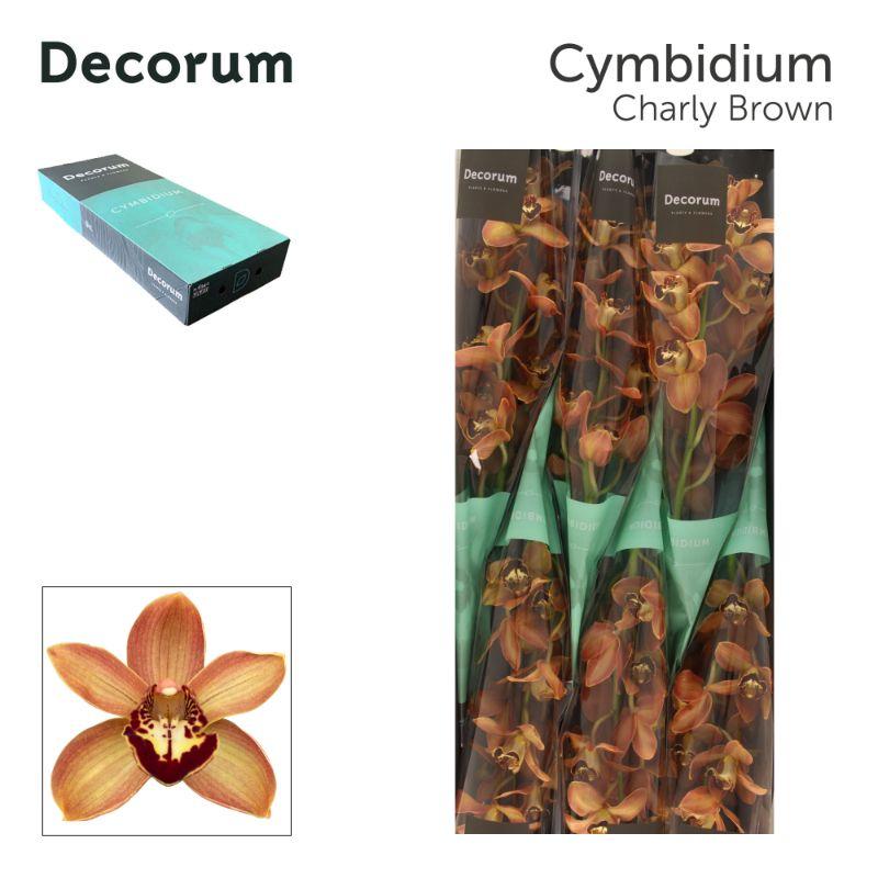 Срезанные цветы оптом Cymbidium brown charly brown от 10шт. из Голландии с доставкой по России