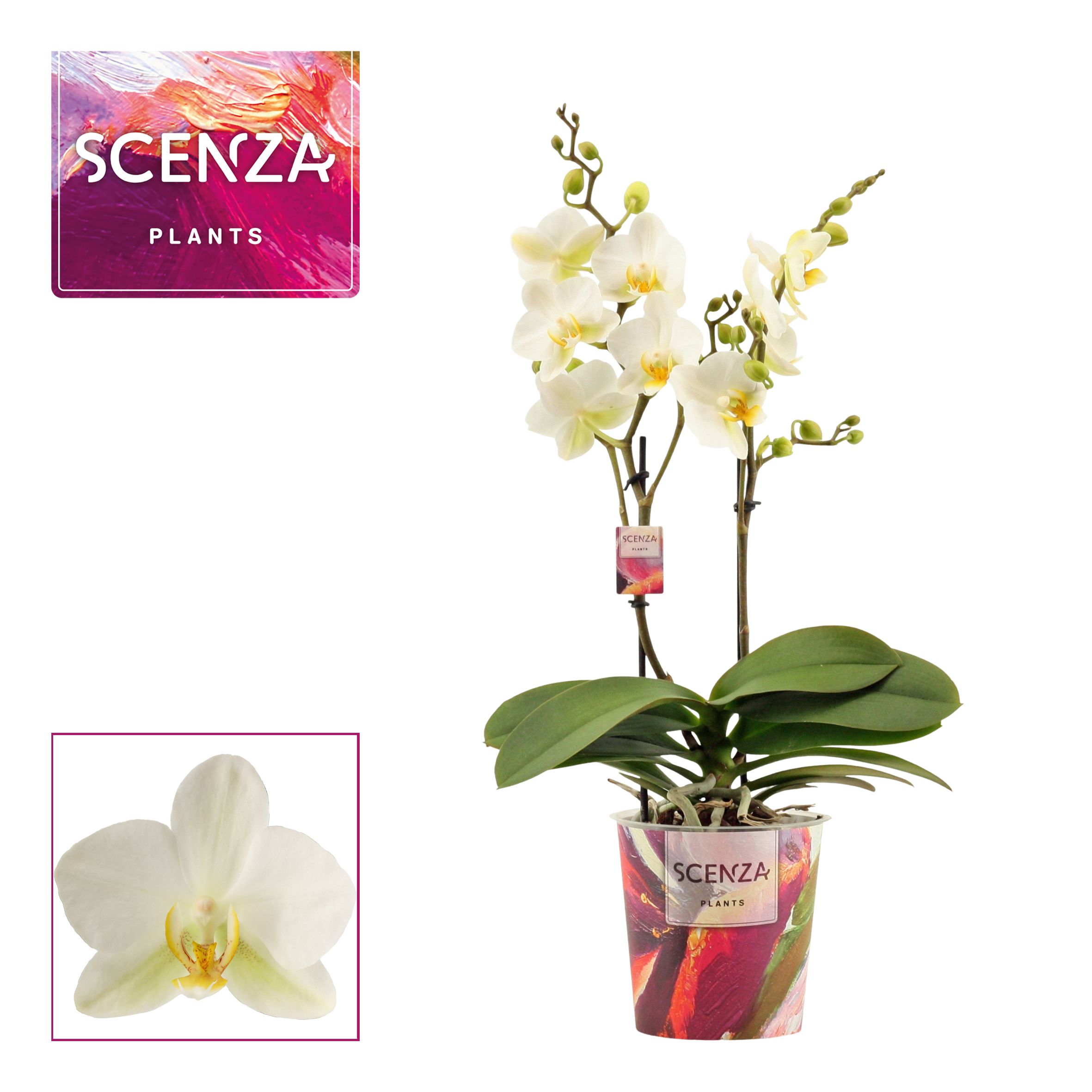Горшечные цветы и растения оптом Phal 2st Dazzling Lausanne 25+ (scenza) от 6шт из Голландии с доставкой по России
