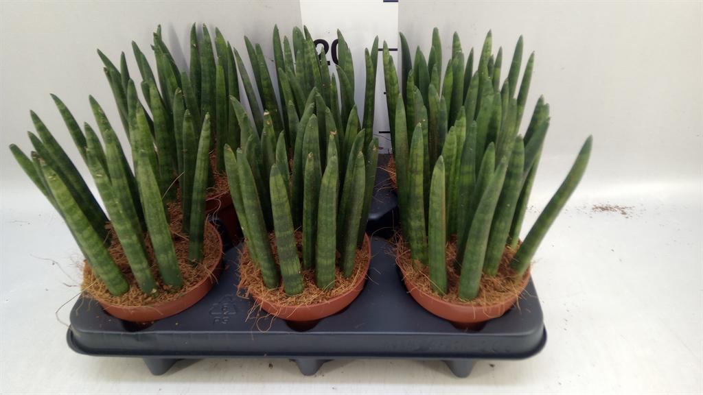 Горшечные цветы и растения оптом Sansevieria Cylindrica от 6шт из Голландии с доставкой по России
