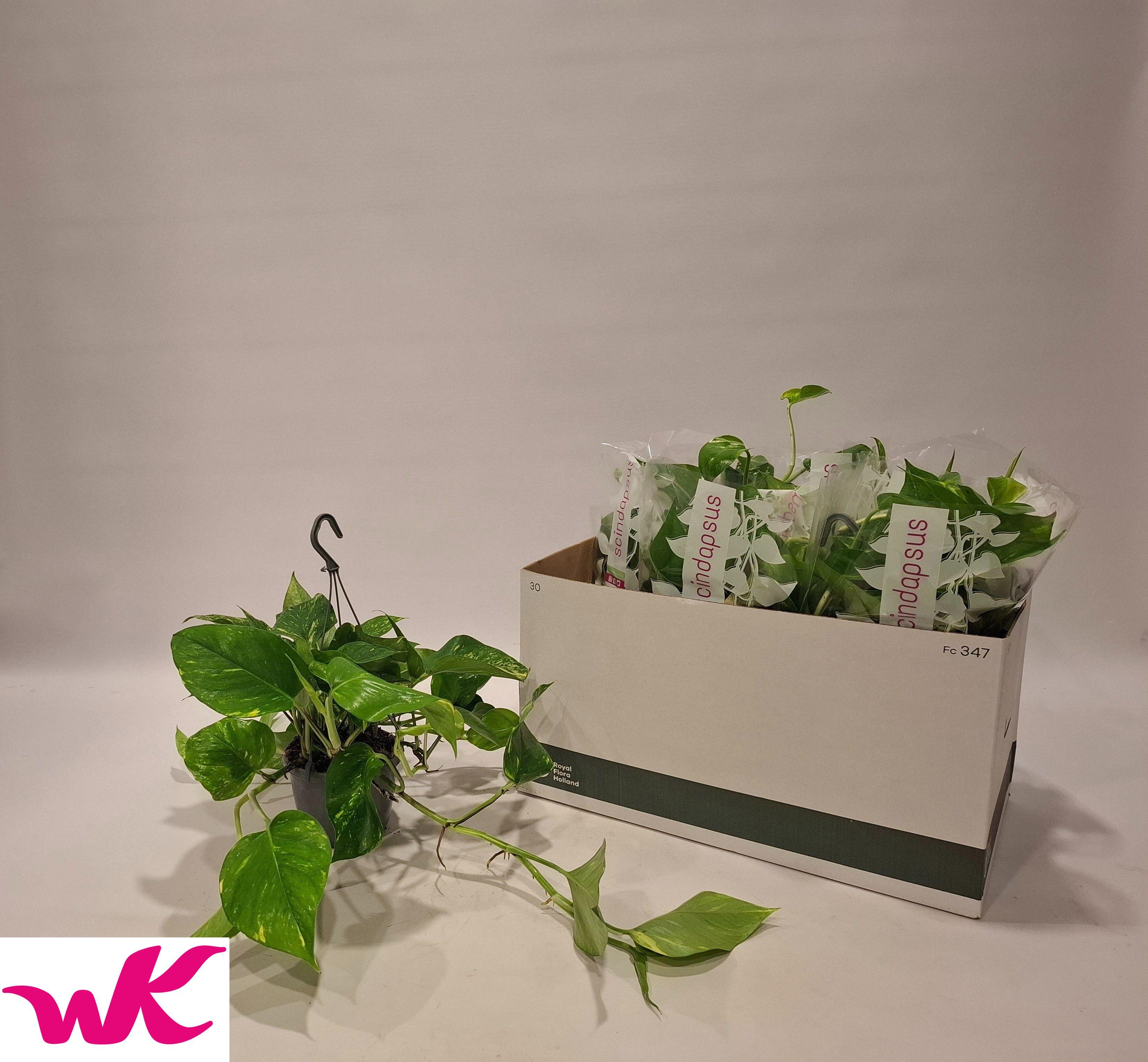 Горшечные цветы и растения оптом Epipr Hang от 6шт из Голландии с доставкой по России