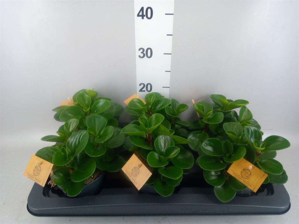Горшечные цветы и растения оптом Peperomia Obt. green Gold от 6шт из Голландии с доставкой по России