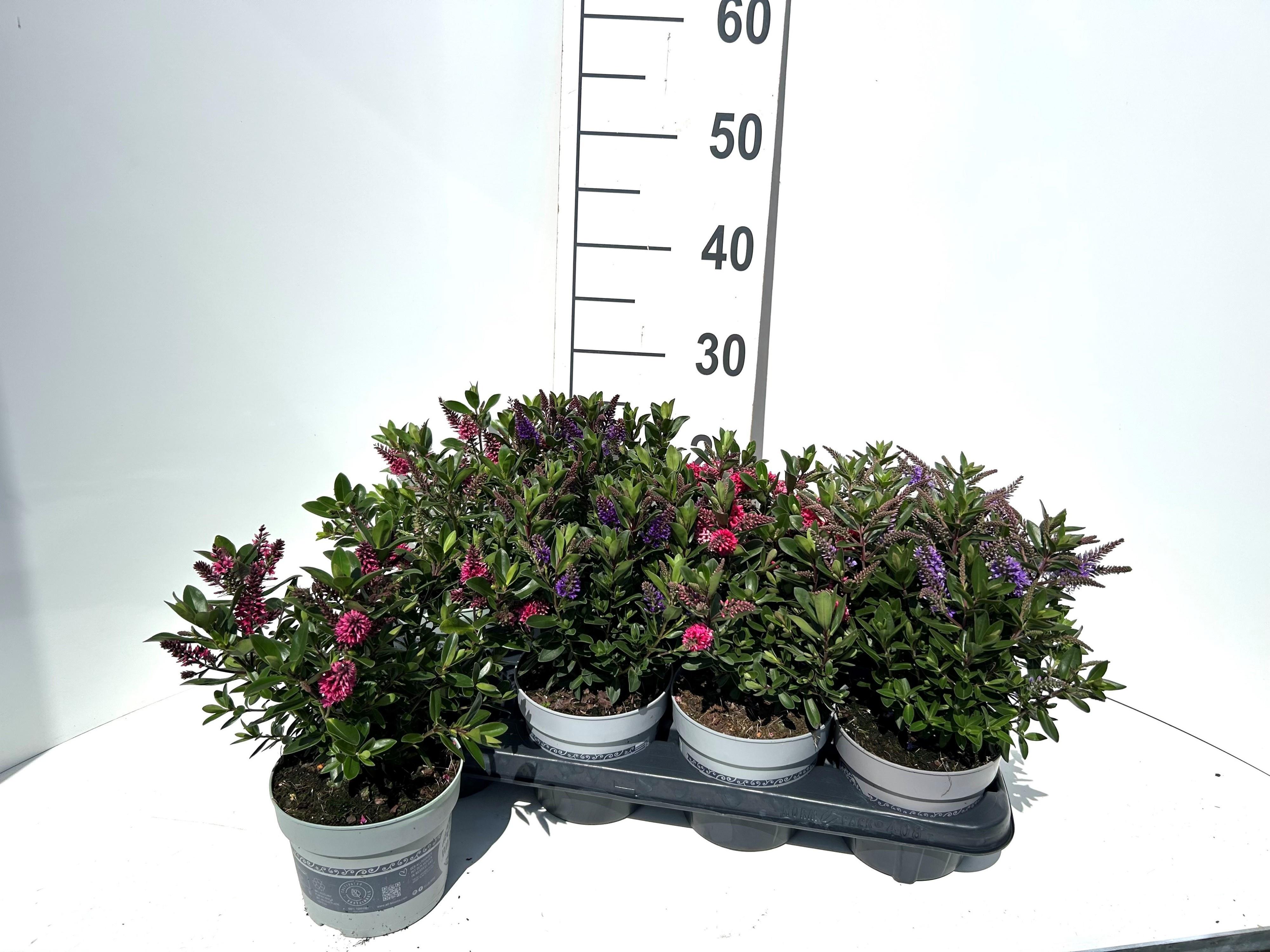 Горшечные цветы и растения оптом Hebe All Blooms Gem от 8шт из Голландии с доставкой по России