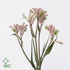 Срезанные цветы оптом Anigozanthos bush pearl от 40шт из Голландии с доставкой по России