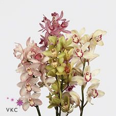 Срезанные цветы оптом Cymbidium mix от 4шт из Голландии с доставкой по России