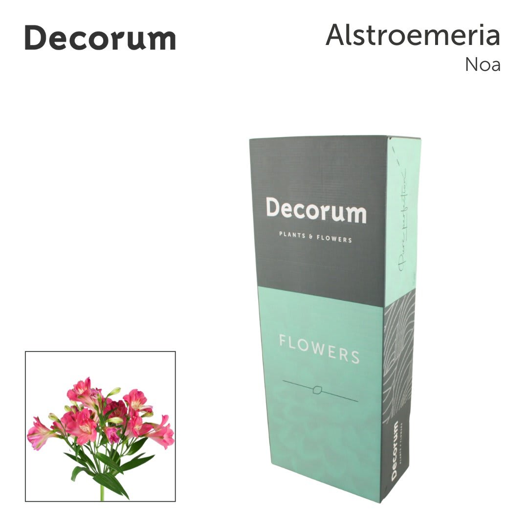 Срезанные цветы оптом Alstroemeria fl noa от 200шт из Голландии с доставкой по России