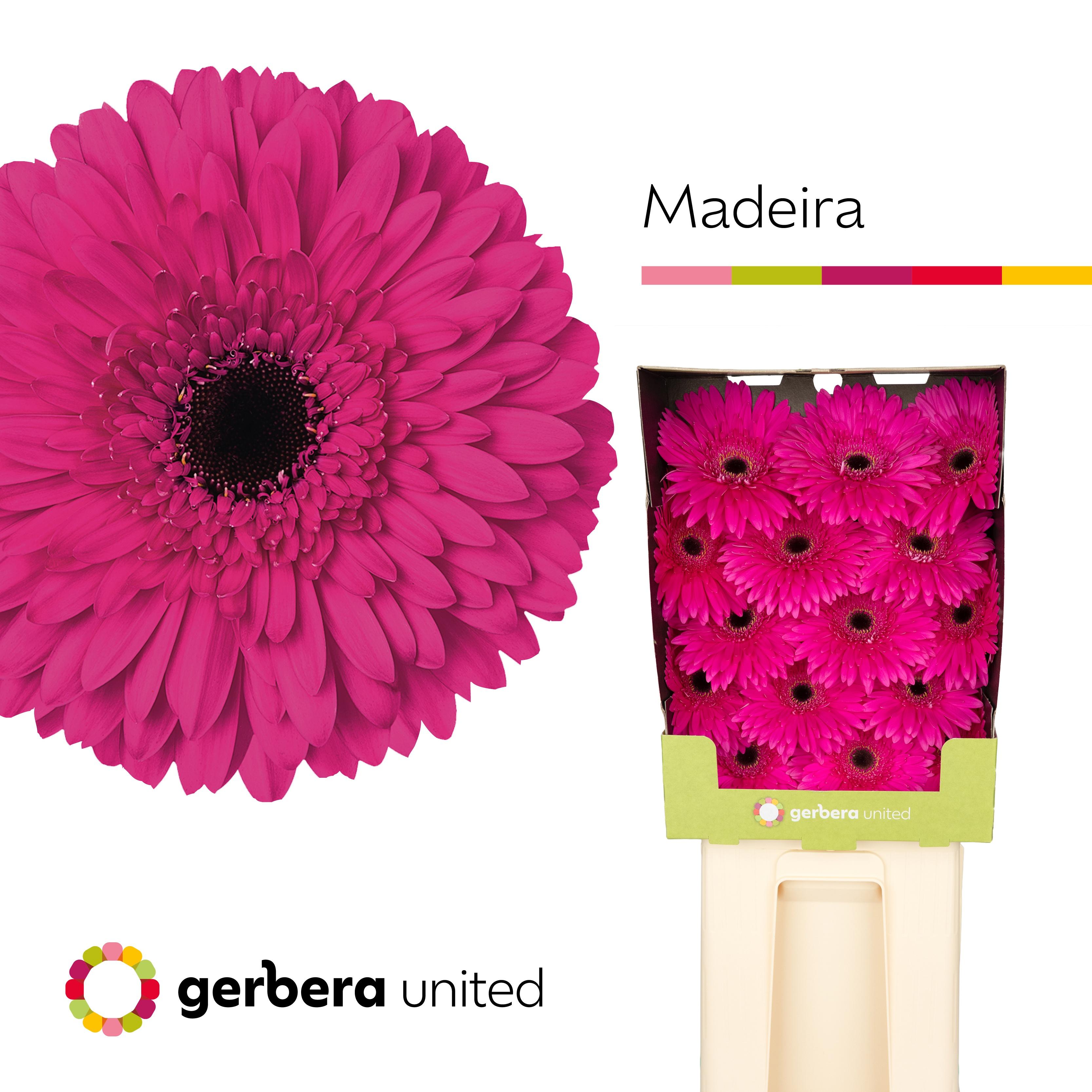 Срезанные цветы оптом Gerbera diamond madeira от 45шт из Голландии с доставкой по России
