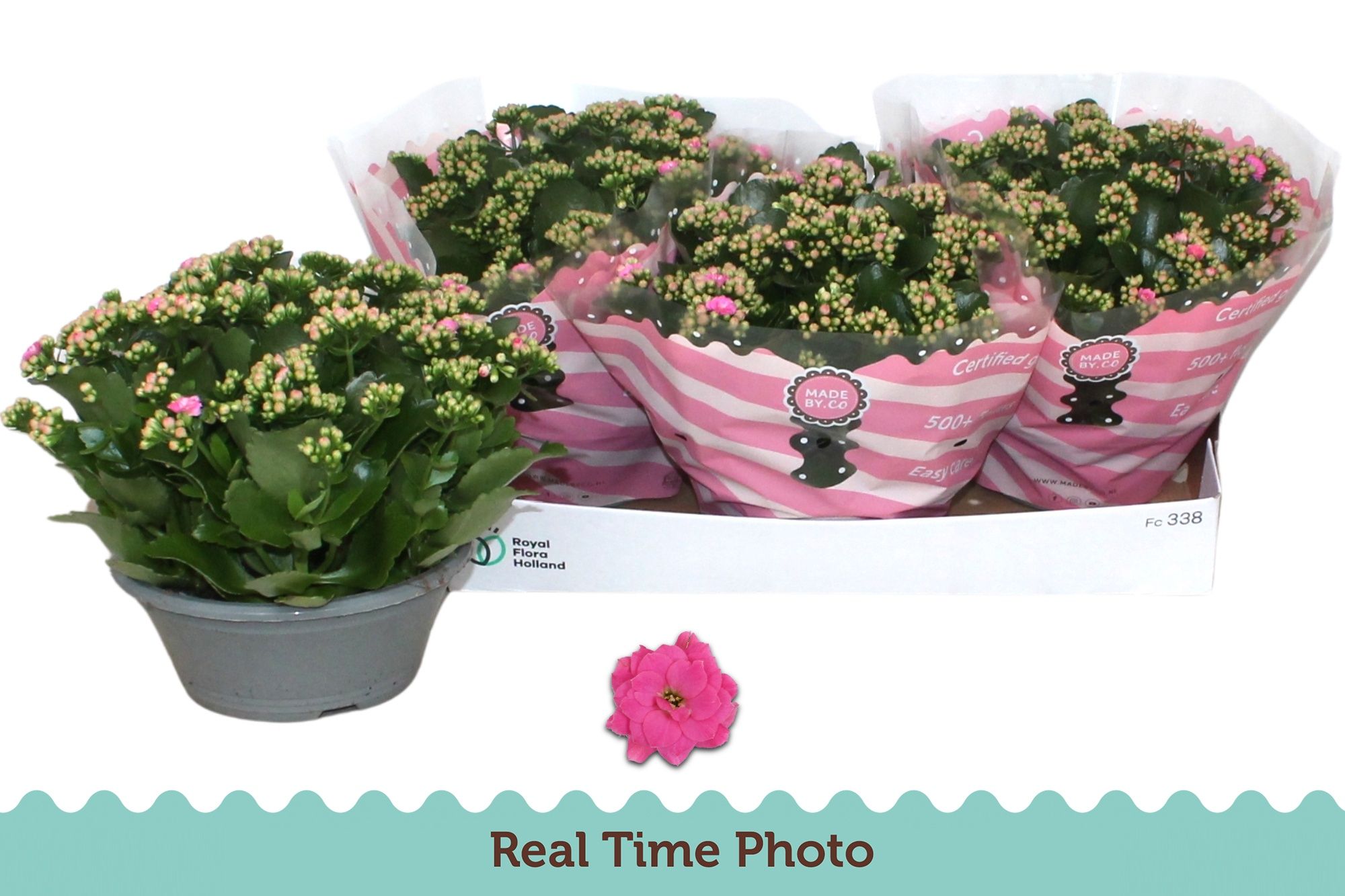 Горшечные цветы и растения оптом Kal Ge Nando Pink от 3шт из Голландии с доставкой по России