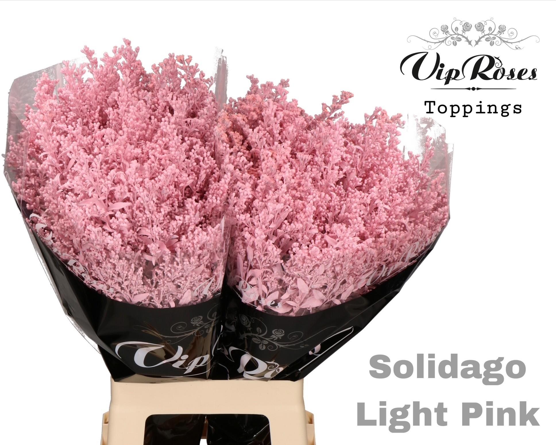 Срезанные цветы оптом Solidago paint pink light от 50шт из Голландии с доставкой по России