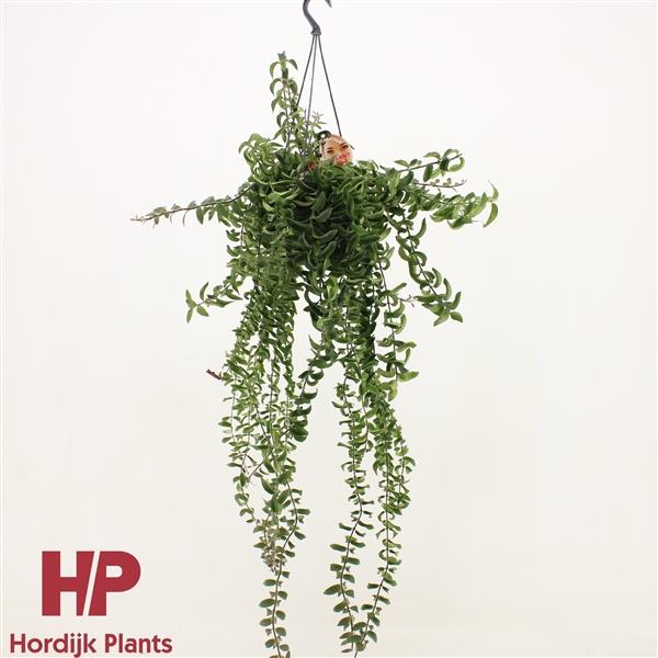 Горшечные цветы и растения оптом Aeschynanthus Twister Hanging Pot от 7шт из Голландии с доставкой по России