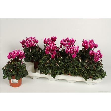 Горшечные цветы и растения оптом Cyclamen Kl Fantasia Paars от 8шт (для телеги) из Голландии с доставкой по России