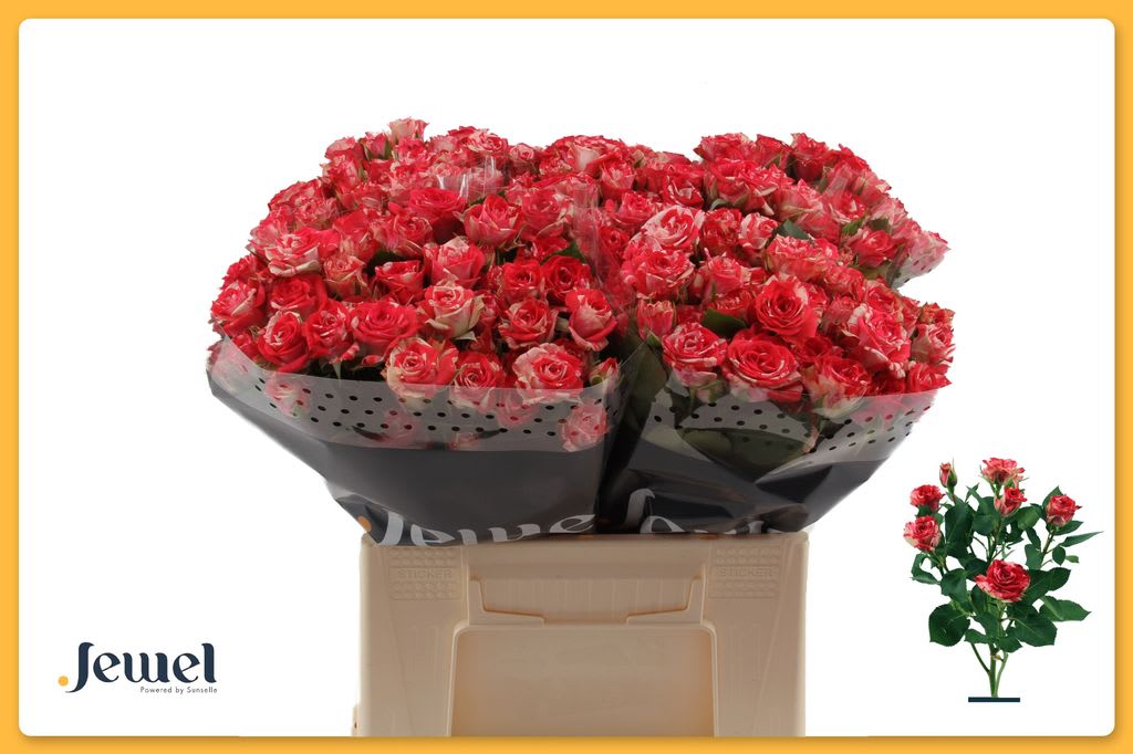 Срезанные цветы оптом Rosa spray fireworks от 40шт из Голландии с доставкой по России