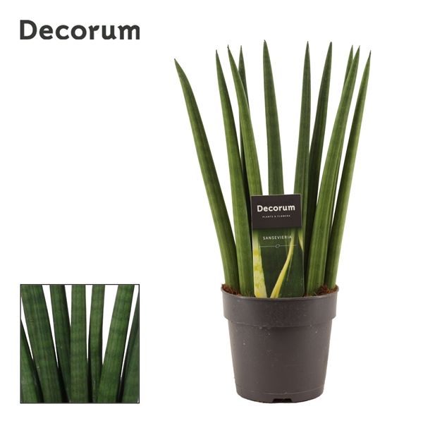 Горшечные цветы и растения оптом Sansevieria Cylindrica Fan (decorum) от 10шт из Голландии с доставкой по России