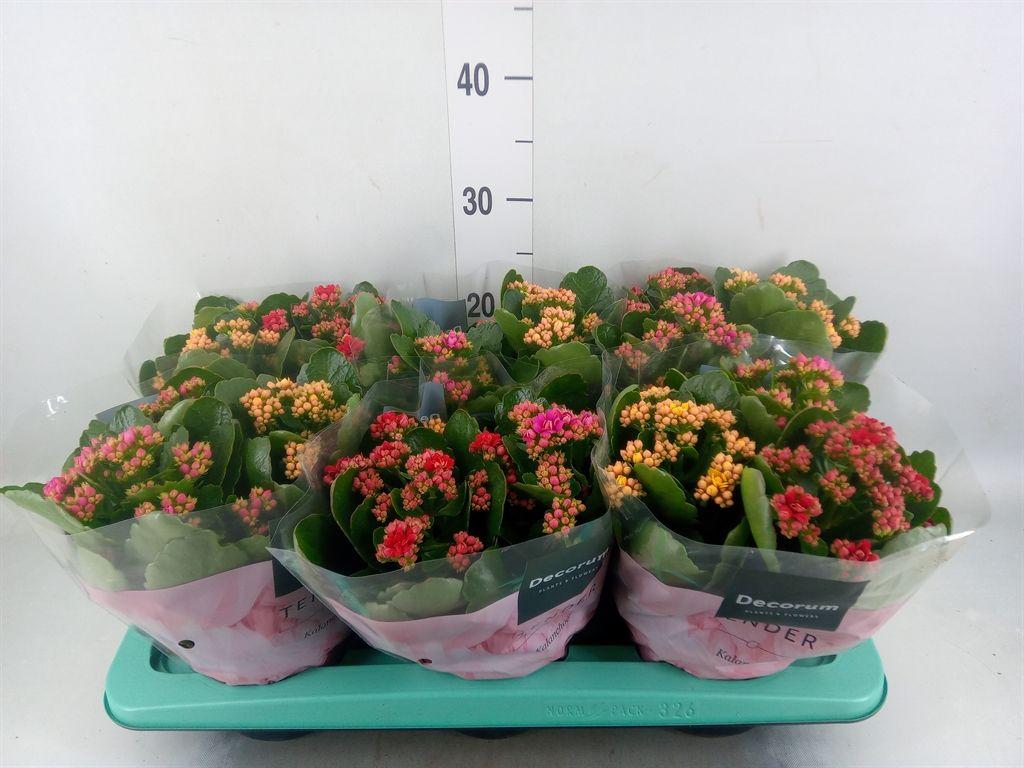 Горшечные цветы и растения оптом Kalanchoe Blos.   ..rosebud Mix/pot от 6шт из Голландии с доставкой по России