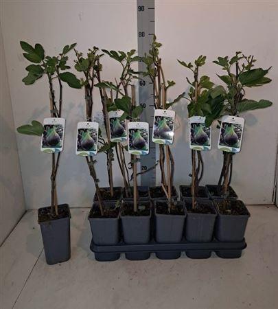 Горшечные цветы и растения оптом Ficus Carica Vijgen от 10шт из Голландии с доставкой по России