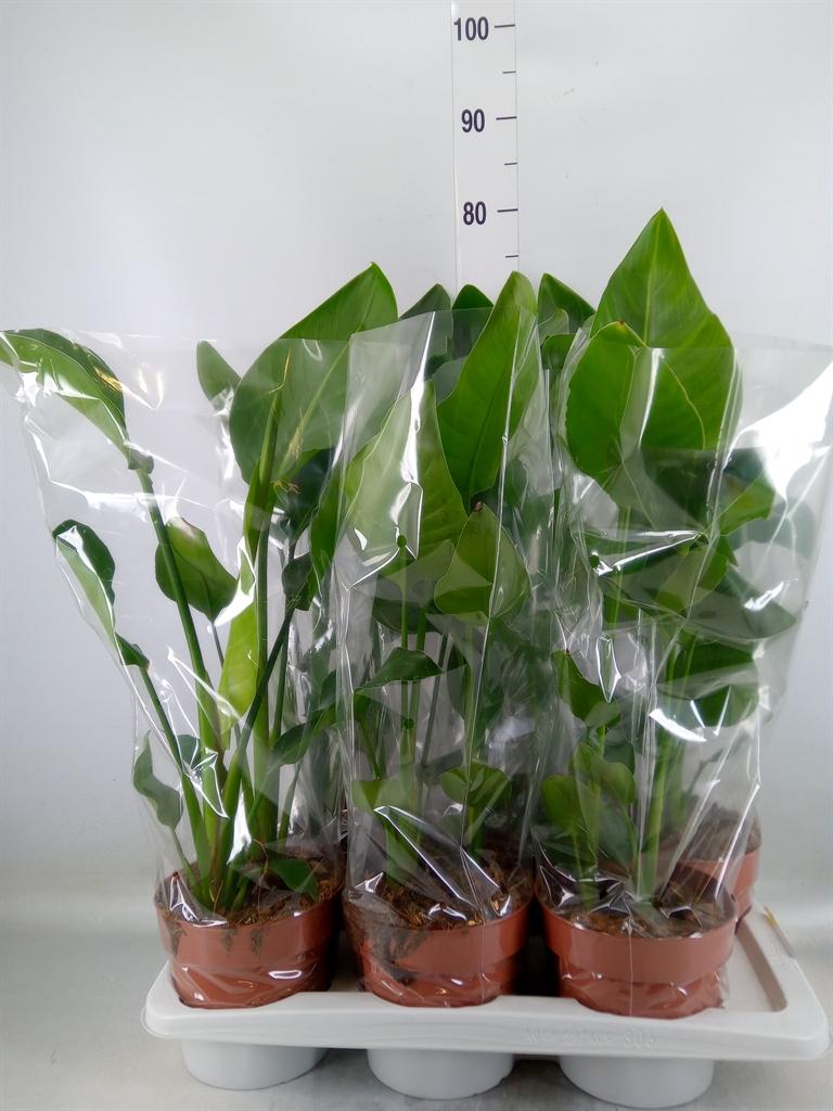 Горшечные цветы и растения оптом Strelitzia Nicolai от 6шт из Голландии с доставкой по России