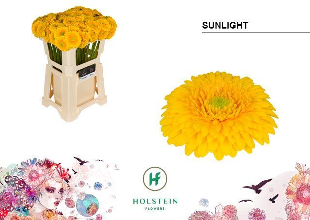 Срезанные цветы оптом Germini gerponi sunlight от 80шт из Голландии с доставкой по России