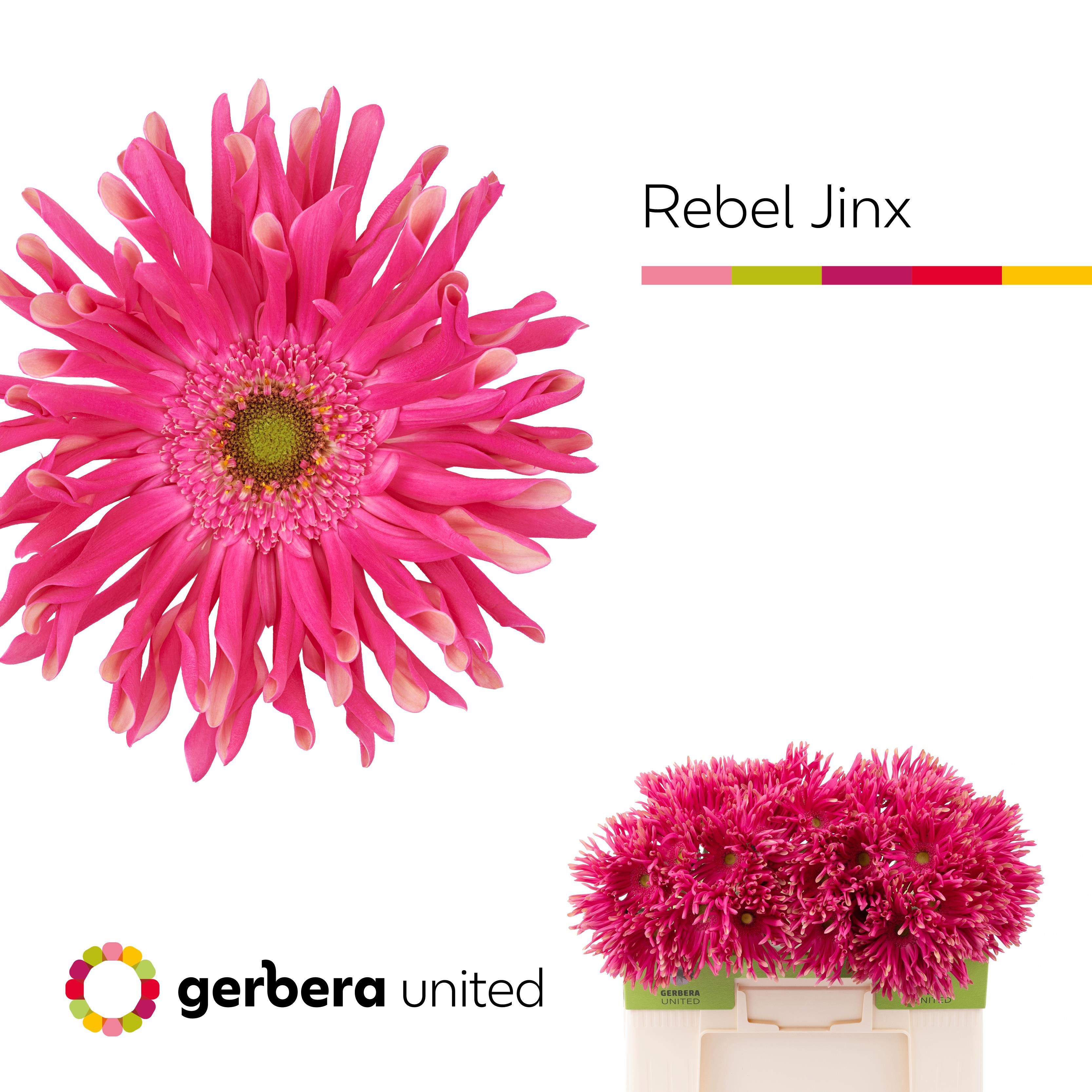 Срезанные цветы оптом Gerbera rebel jinx от 50шт из Голландии с доставкой по России