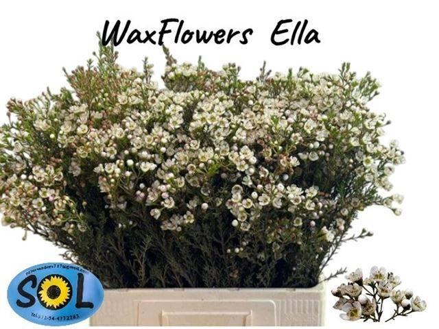 Срезанные цветы оптом Chamelaucium ella от 100шт из Голландии с доставкой по России