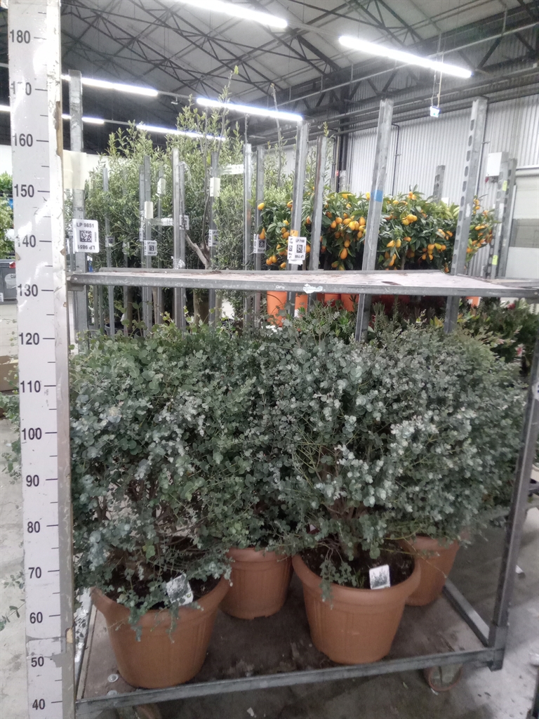 Горшечные цветы и растения оптом Eucalyptus Gunnii от 1шт из Голландии с доставкой по России