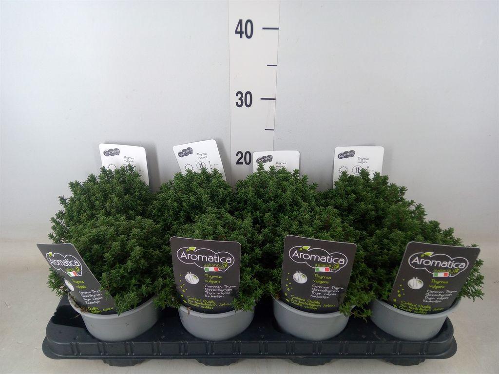 Горшечные цветы и растения оптом Thymus Vulgaris от 8шт из Голландии с доставкой по России Горшечные цветы и растения оптом Thymus Vulgaris от 8шт из Голландии с доставкой по России