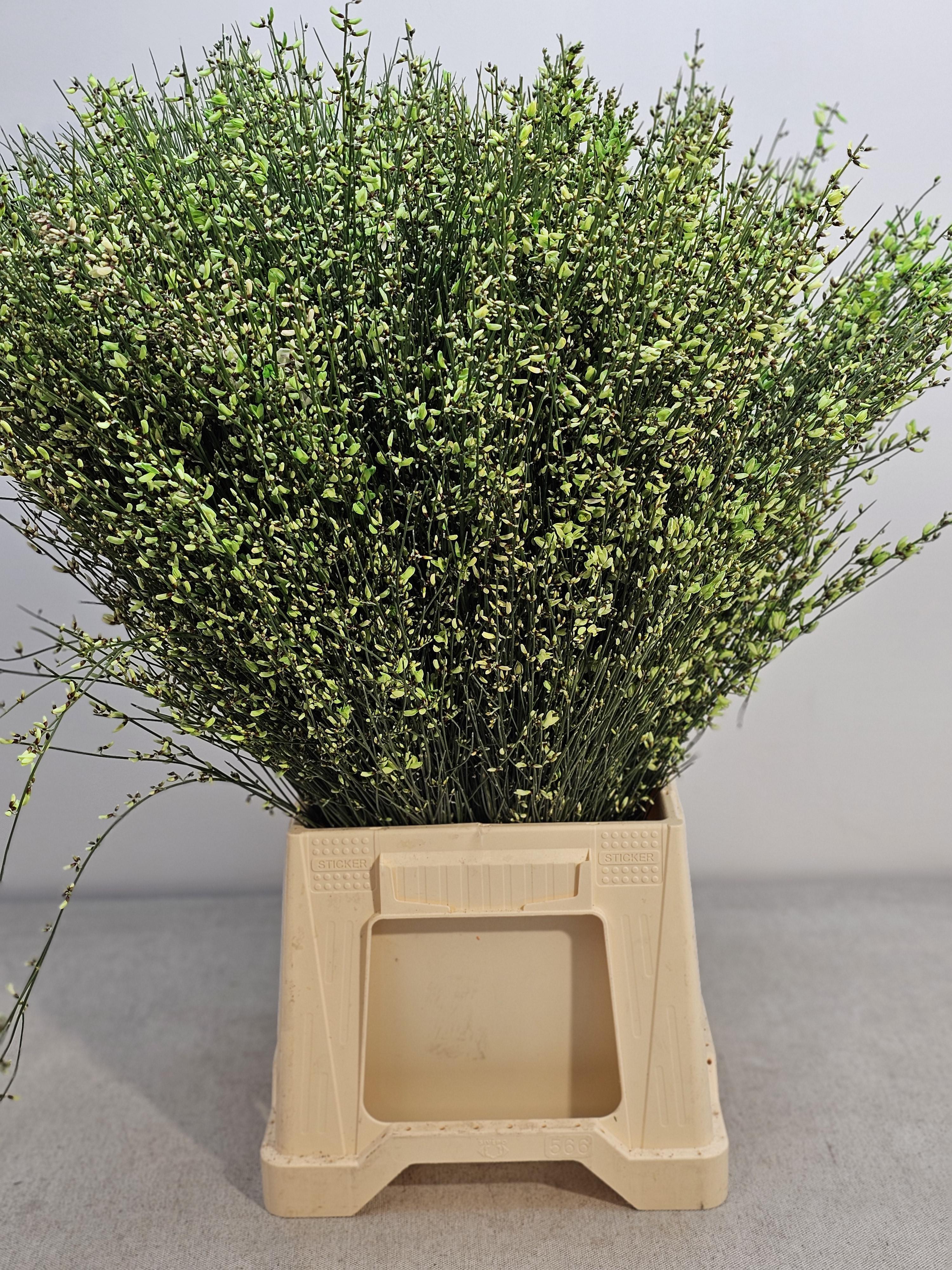 Срезанные цветы оптом Genista paint green от 10шт из Голландии с доставкой по России