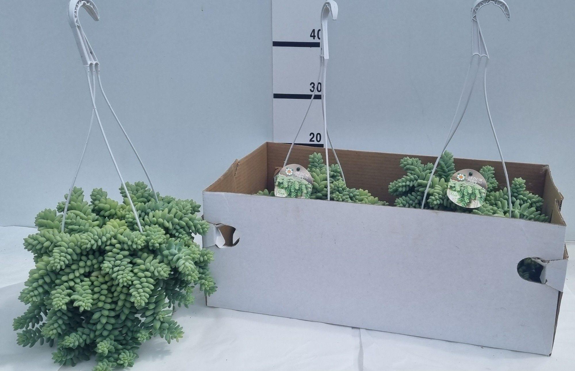 Горшечные цветы и растения оптом Sedum Burrito от 3шт из Голландии с доставкой по России