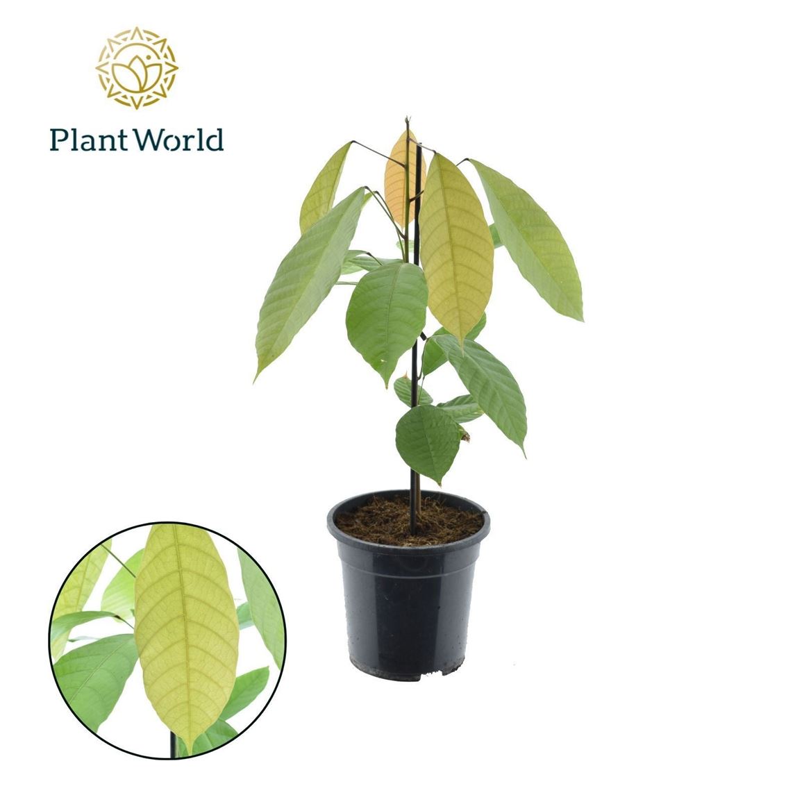 Горшечные цветы и растения оптом Cacao Theobrama от 3шт из Голландии с доставкой по России