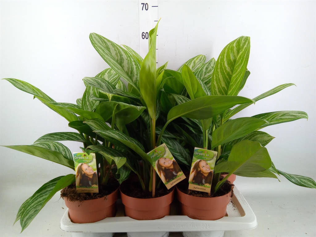 Горшечные цветы и растения оптом Aglaonema   ... от 6шт из Голландии с доставкой по России