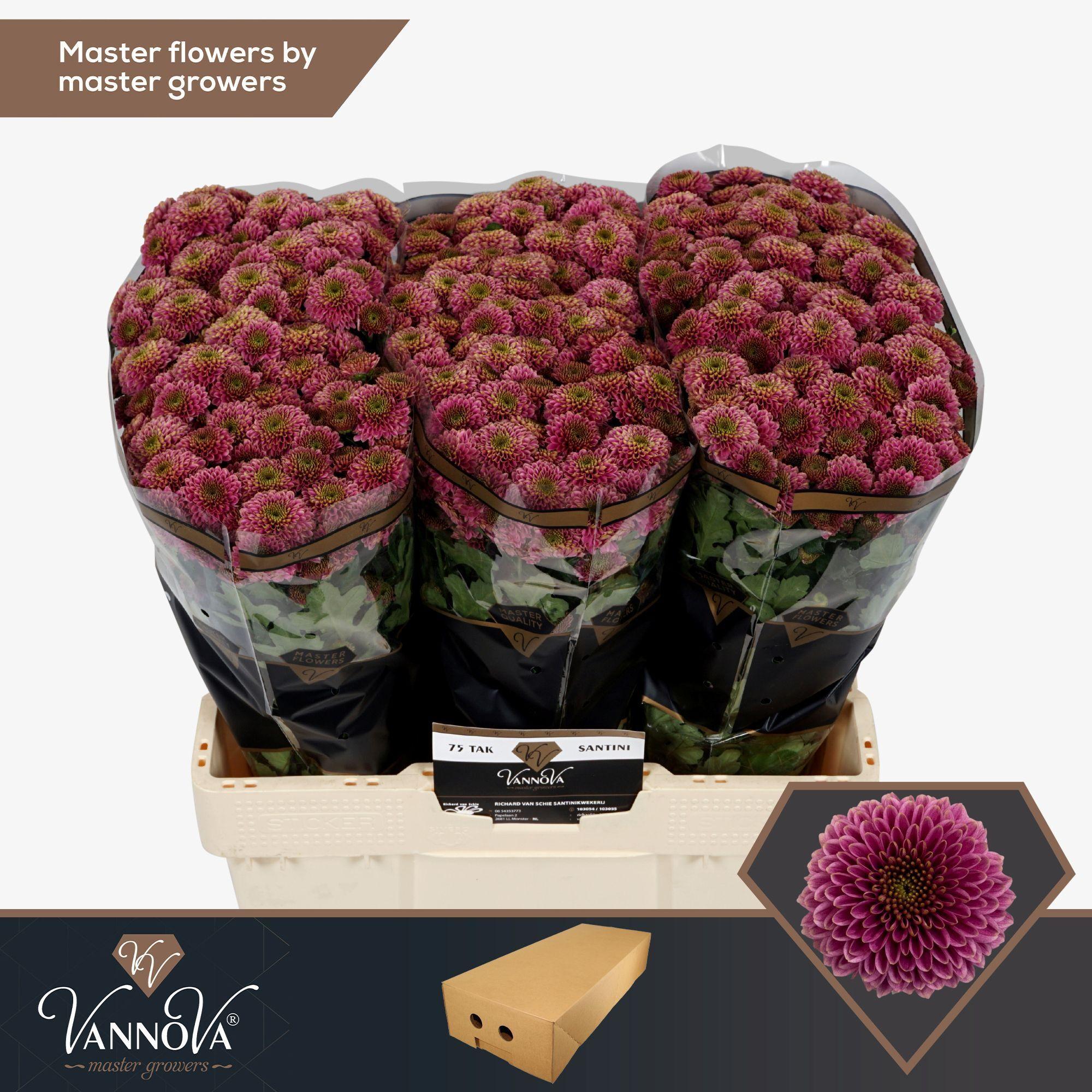 Срезанные цветы оптом Chrys sa doria от 150шт. из Голландии с доставкой по России