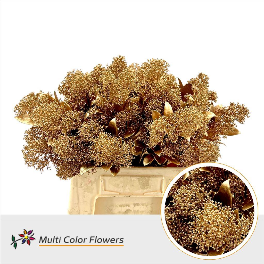 Срезанные цветы оптом Skimmia paint antique от 10шт из Голландии с доставкой по России