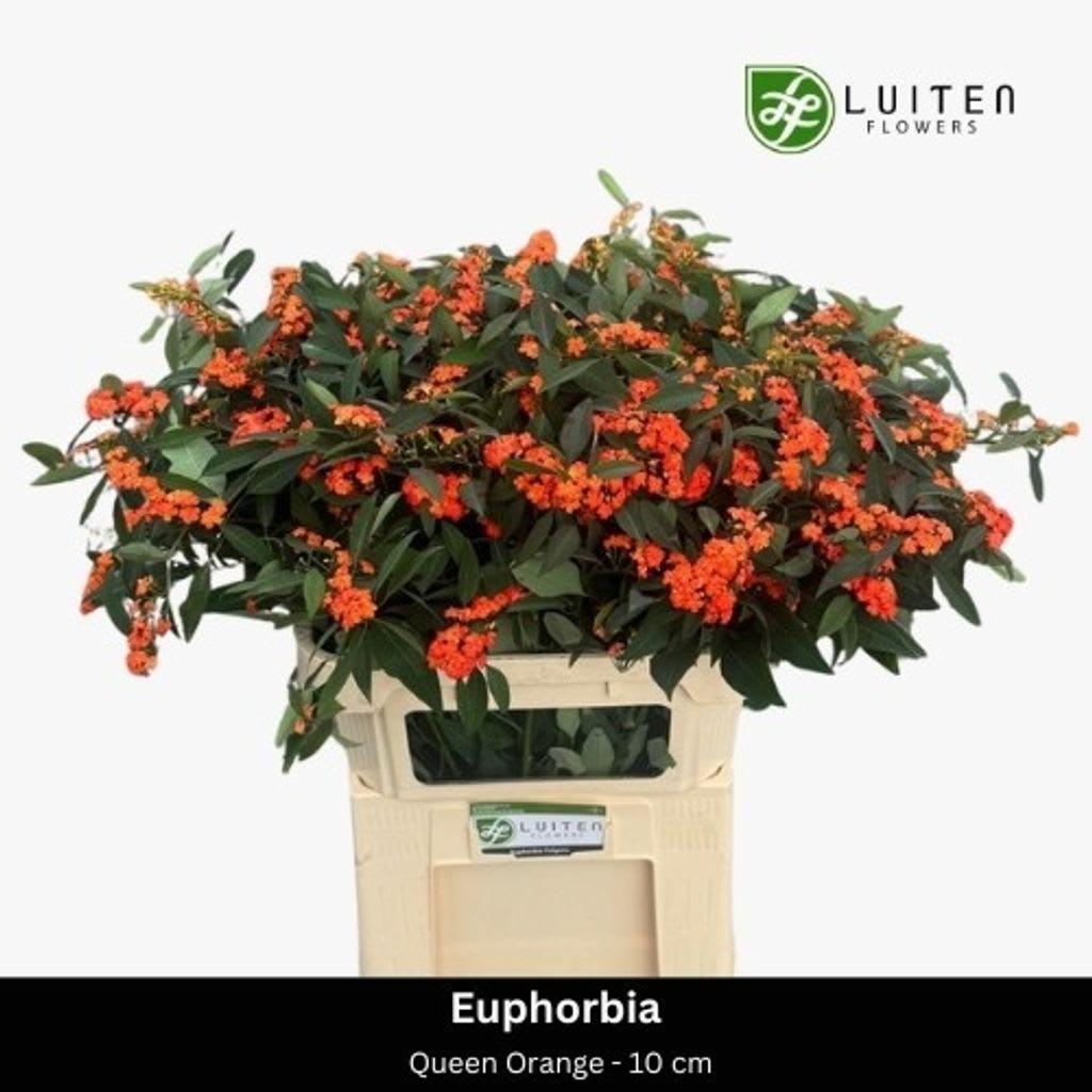 Срезанные цветы оптом Euphorbia sp queen orange от 60шт из Голландии с доставкой по России