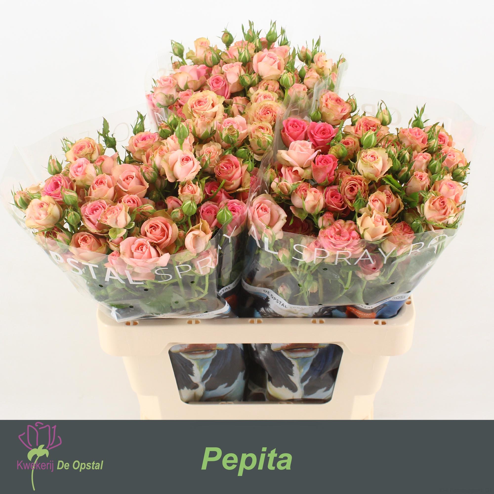 Срезанные цветы оптом Rosa spray pepita от 30шт из Голландии с доставкой по России