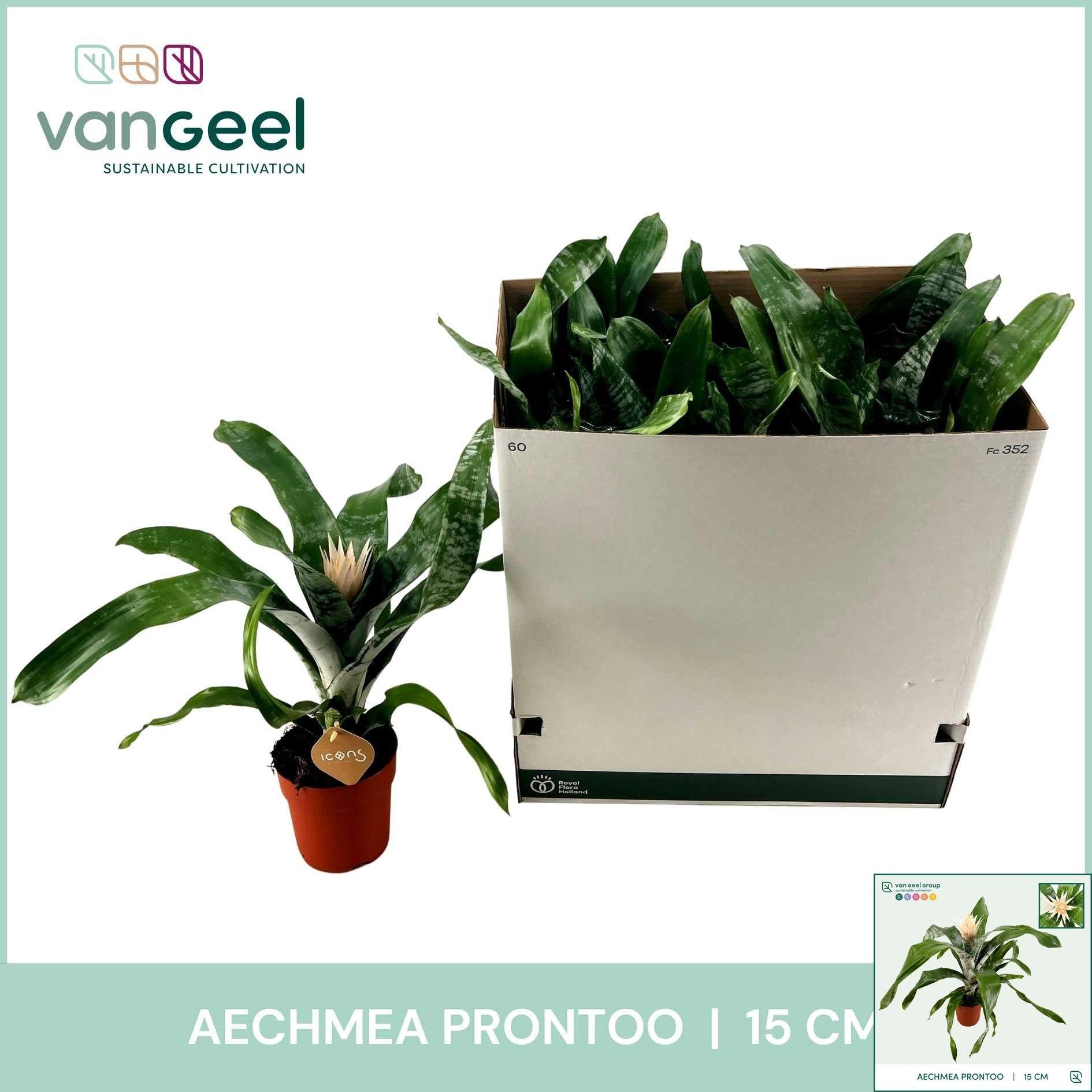 Горшечные цветы и растения оптом Aech Fas Prontoo от 7шт из Голландии с доставкой по России