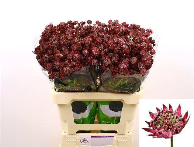 Срезанные цветы оптом Astrantia star of love от 100шт. из Голландии с доставкой по России