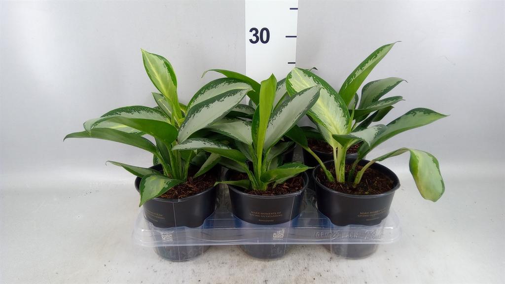 Горшечные цветы и растения оптом Aglaonema Kb silver Blue от 6шт из Голландии с доставкой по России