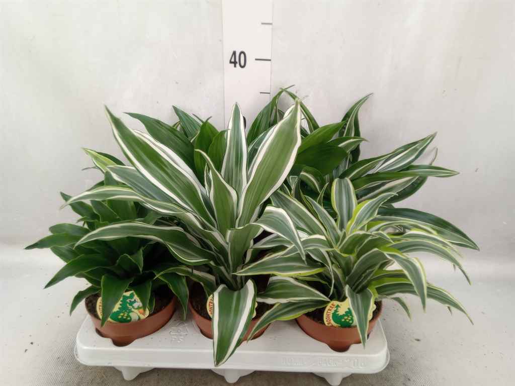 Горшечные цветы и растения оптом Dracaena   ...mix от 6шт из Голландии с доставкой по России