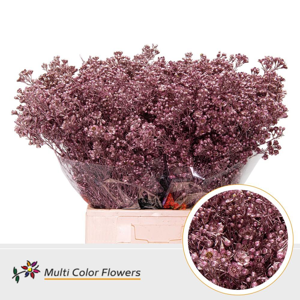 Срезанные цветы оптом Chamelaucium paint champagne от 100шт из Голландии с доставкой по России