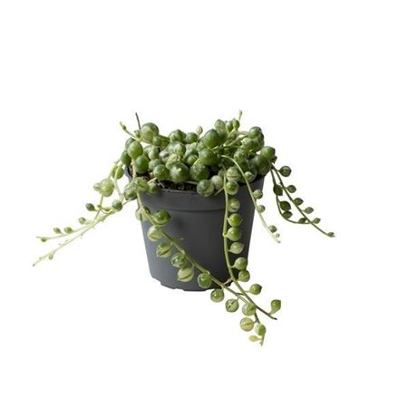 Горшечные цветы и растения оптом Senecio Herreianus Variegata от 20шт (для телеги) из Голландии с доставкой по России