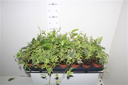 Горшечные цветы и растения оптом Hedera Mix от 21шт (для телеги) из Голландии с доставкой по России